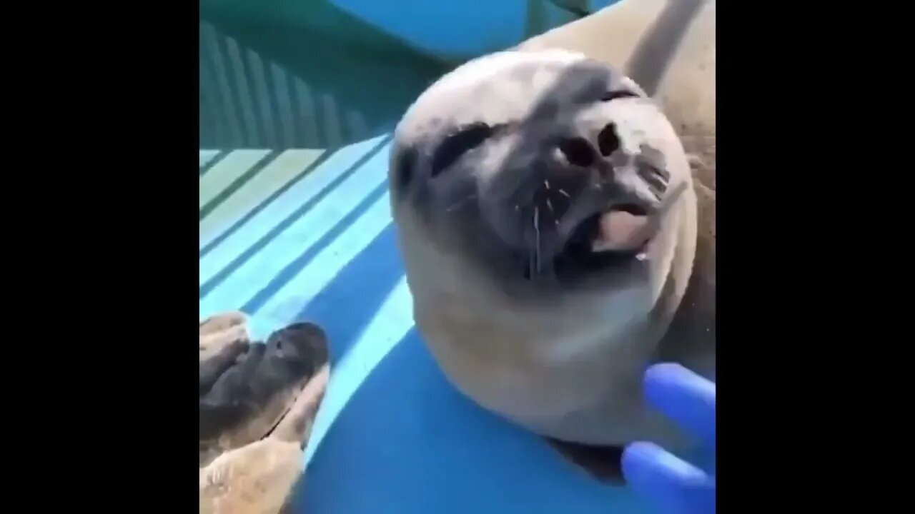 "Thanks for the feeeeeeesh!"