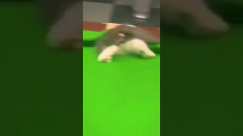 New Farlight 84 Syfer شخصية اصبحت خارقة