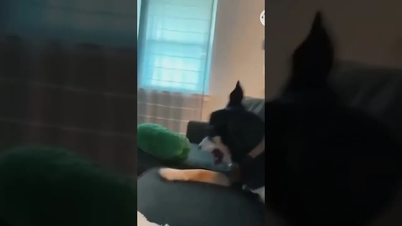 try not to laugh#funny