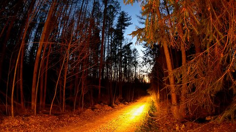 Woodland Lane Sunset