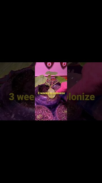 Root Care Tip #natural #gardening-tips #giantpumpkin