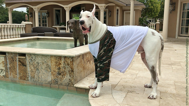 Deaf Great Dane Argues About Not Being Allowed to Swim