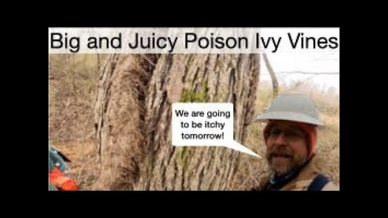 Big Juicy Poison Ivy Vines