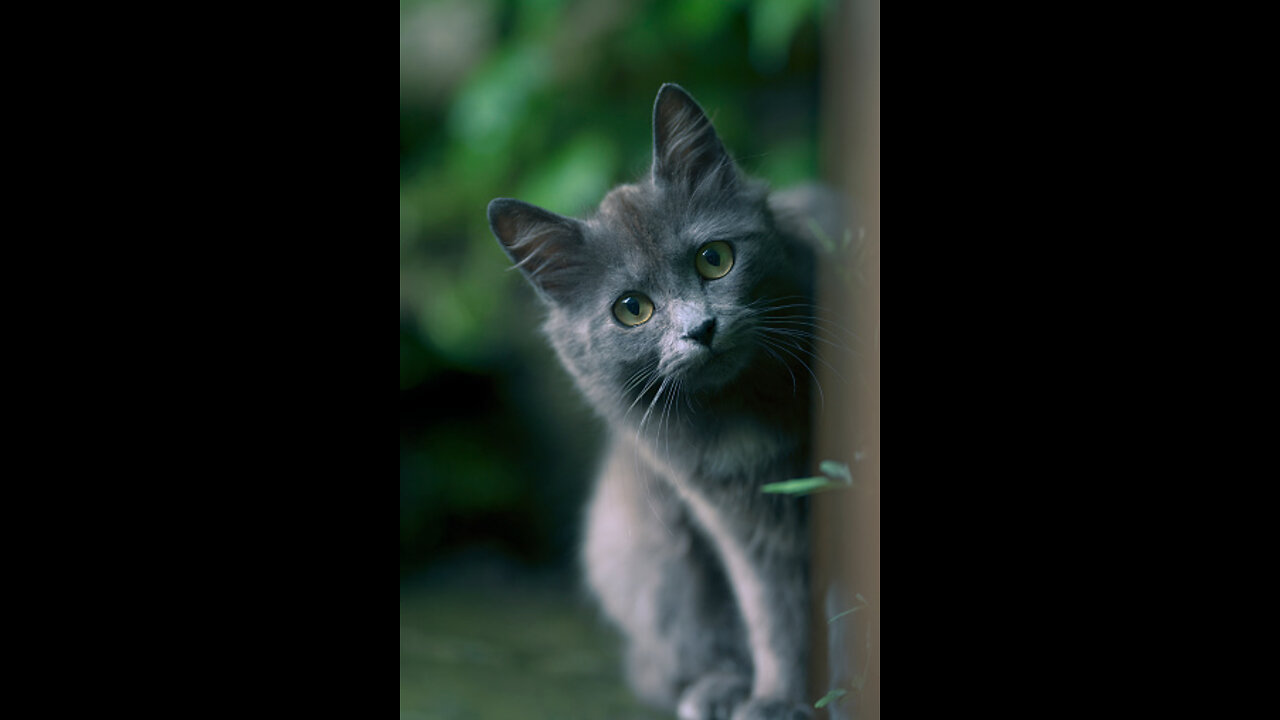 5 choses que j'aurais aimé savoir avant d'avoir un chat !