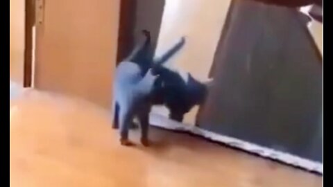 Funny Cat Hops Past Mirror #shorts