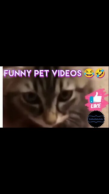Funny pet videos 😂🤣