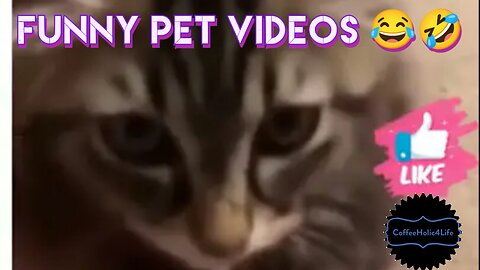 Funny pet videos 😂🤣