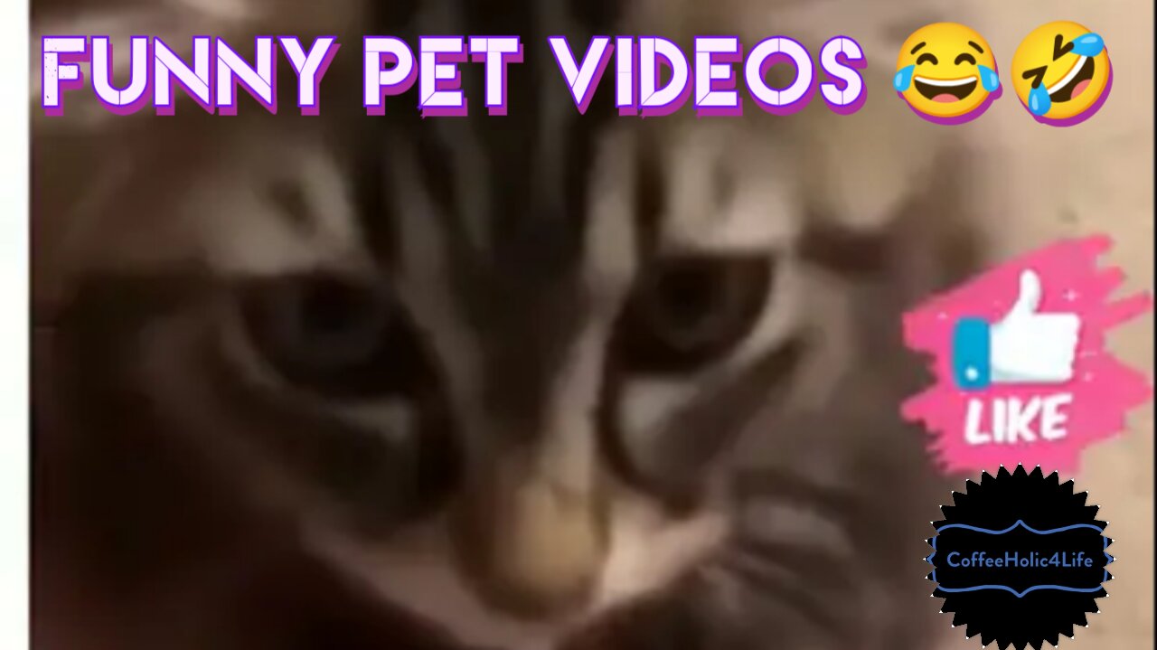 Funny pet videos 😂🤣