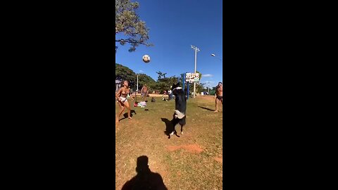 amazing dog ♥️ | By Daily Nest #short #dogplay