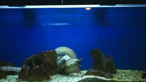 Group of moray eels swimming in aquarium868