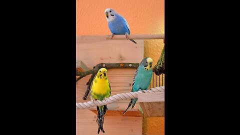 did you know the budgerigars ?