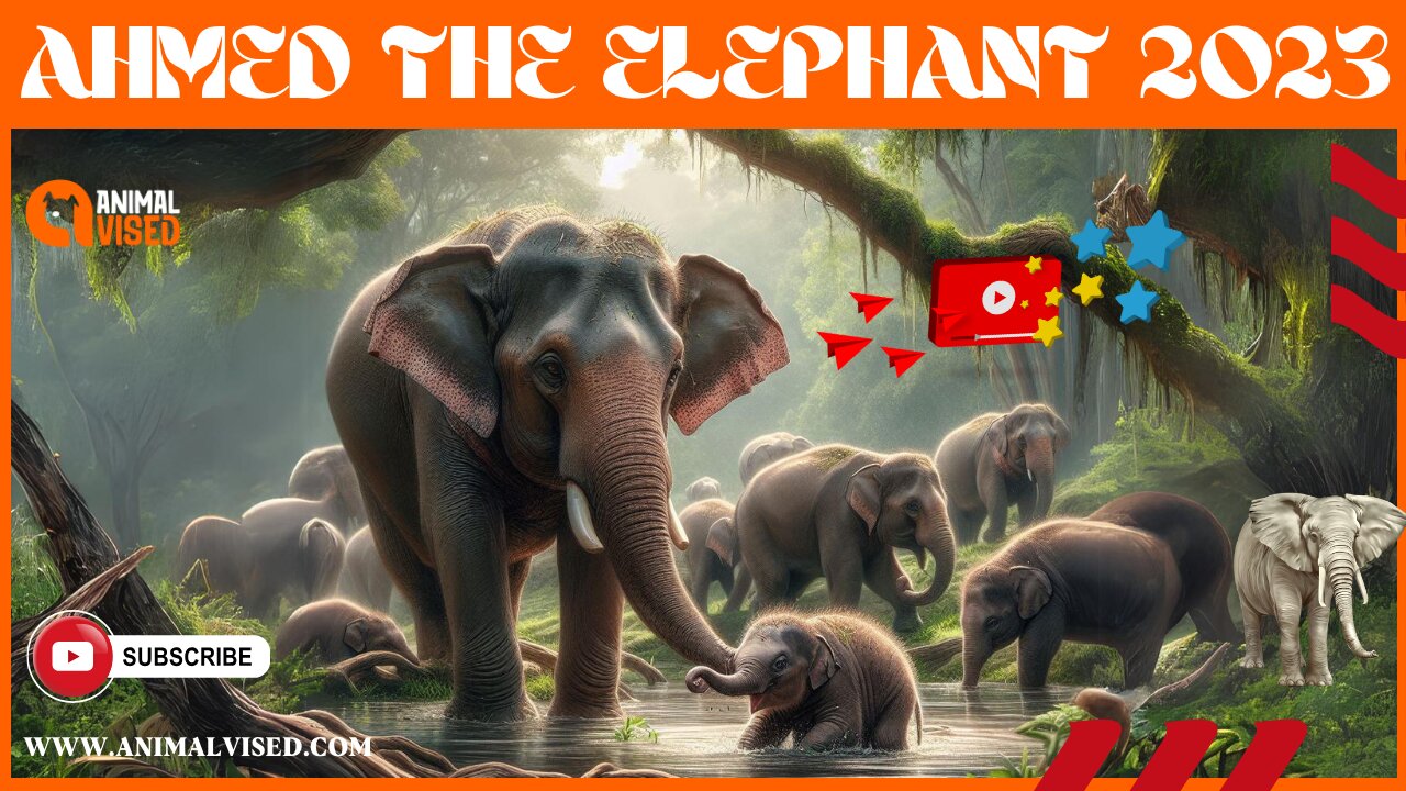 🐘 Ahmed the Elephant | Biggest Elephant in Kenya | The King of Marsabit | Animal Vised🌍