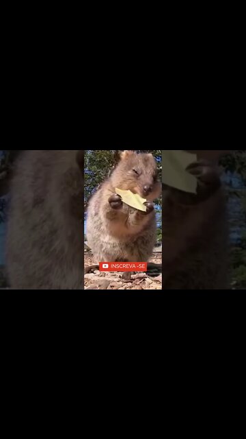 Deve tá bem gostoso! #shorts