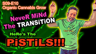 S09 E10 - Pistils!!! Day 70 Of Our Cannabis Grow - Day 10 After The Flip -Ask Us About Our Soil!