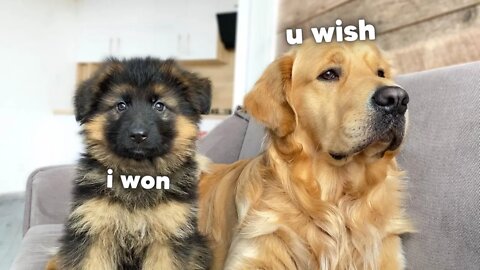 My German Shepherd Puppy Has an Argument with My Dog