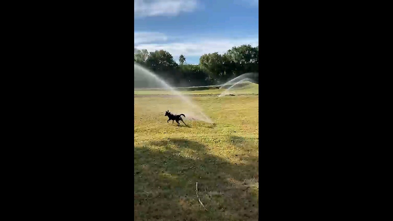 A day in the life of dogs #blueheeler