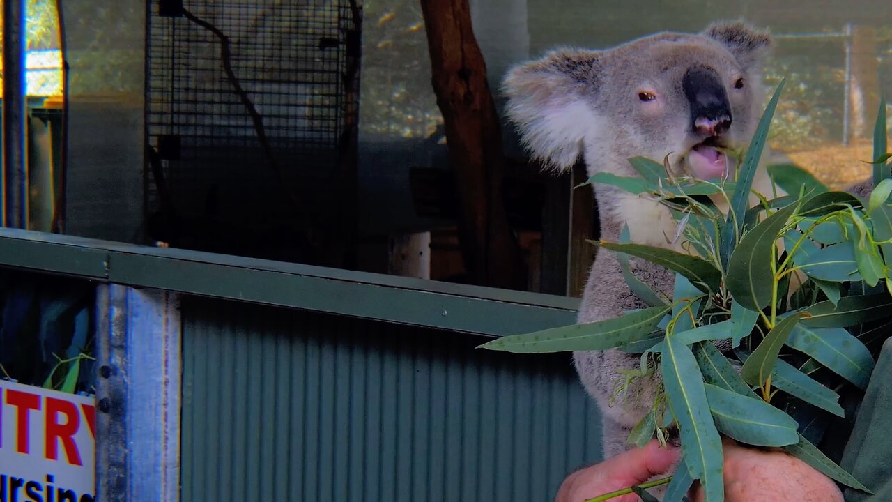 Charming Koala Feasts on Eucalyptus Leaves Australia