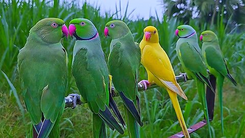 Amazing Ringneck Parrot Natural Sounds