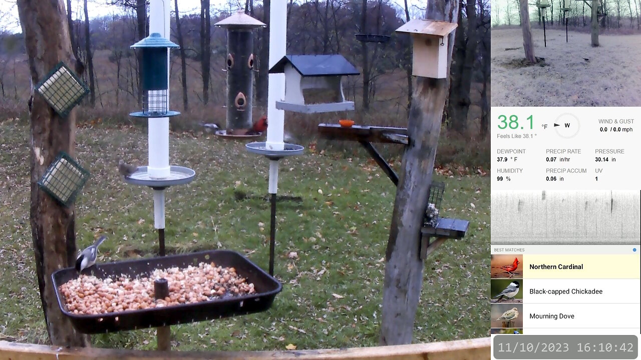 Chickadees, Doves, A Cardinal, And A Downy WoodPecker - Cold Autumn Afternoon, Nov 10 2023