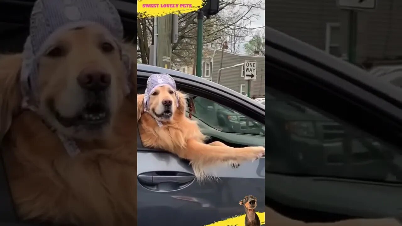 Look at 😀 Happy driving Dog 🐶 #Shorts