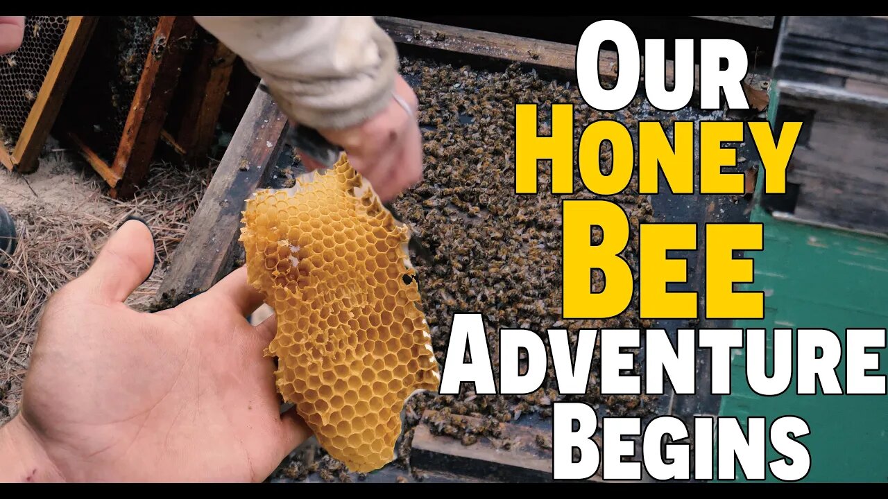 Our Honey Bee Adventure Begins! | Getting Started With Honey Bees | Stocking Up On Honey