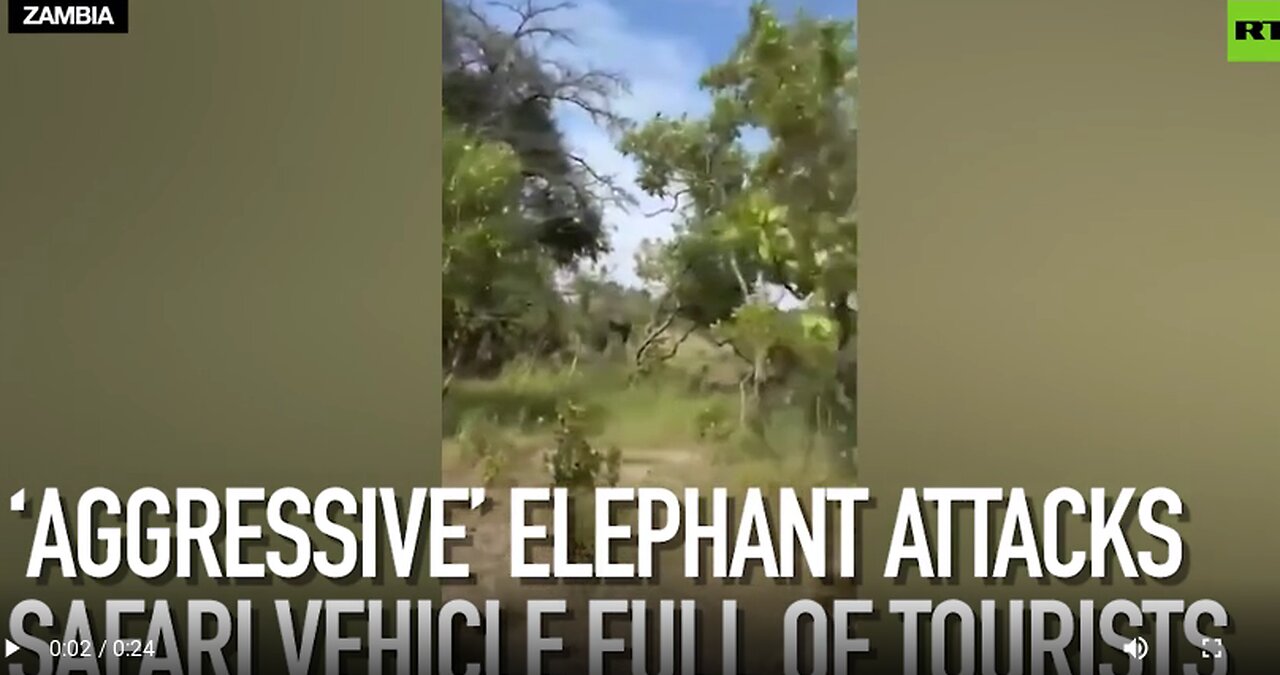 ‘Aggressive’ elephant attacks safari vehicle full of tourists