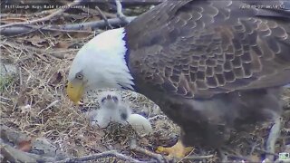 Hays Bald Eagles nest H16 H17 feeding 2022 03 22 08 59 12 166
