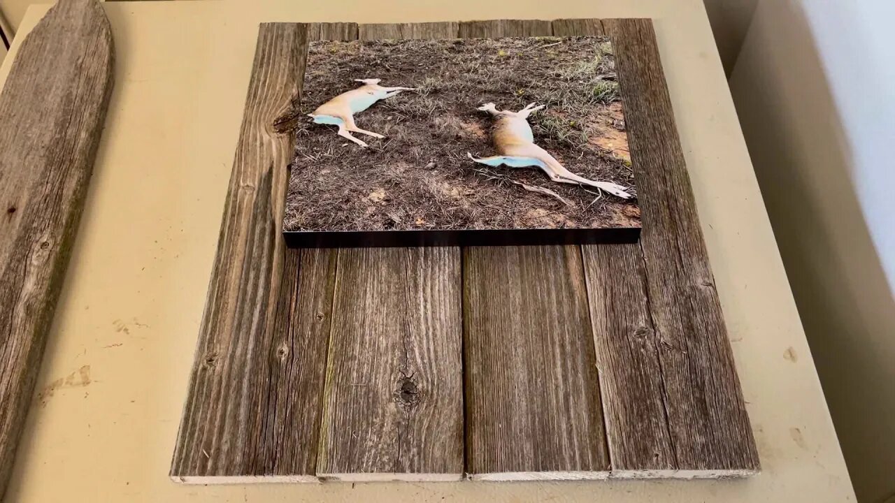 Double shot deer photo