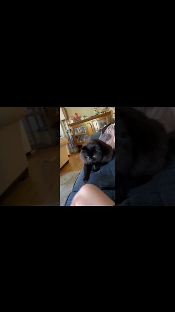 funny viral cute cat | #short