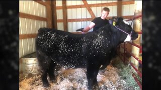 Weld County teenager needs your help finding his missing steer, Houdini