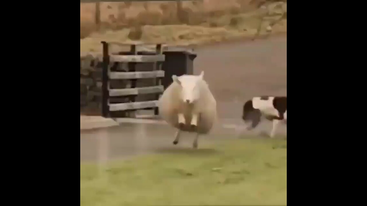 dancing sheep