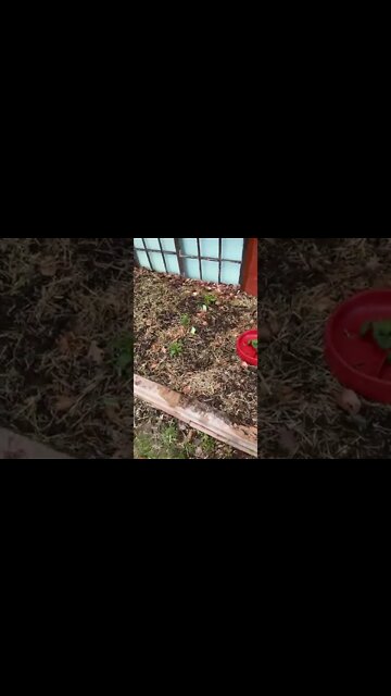 Spinach, peppers, and cucumber.￼