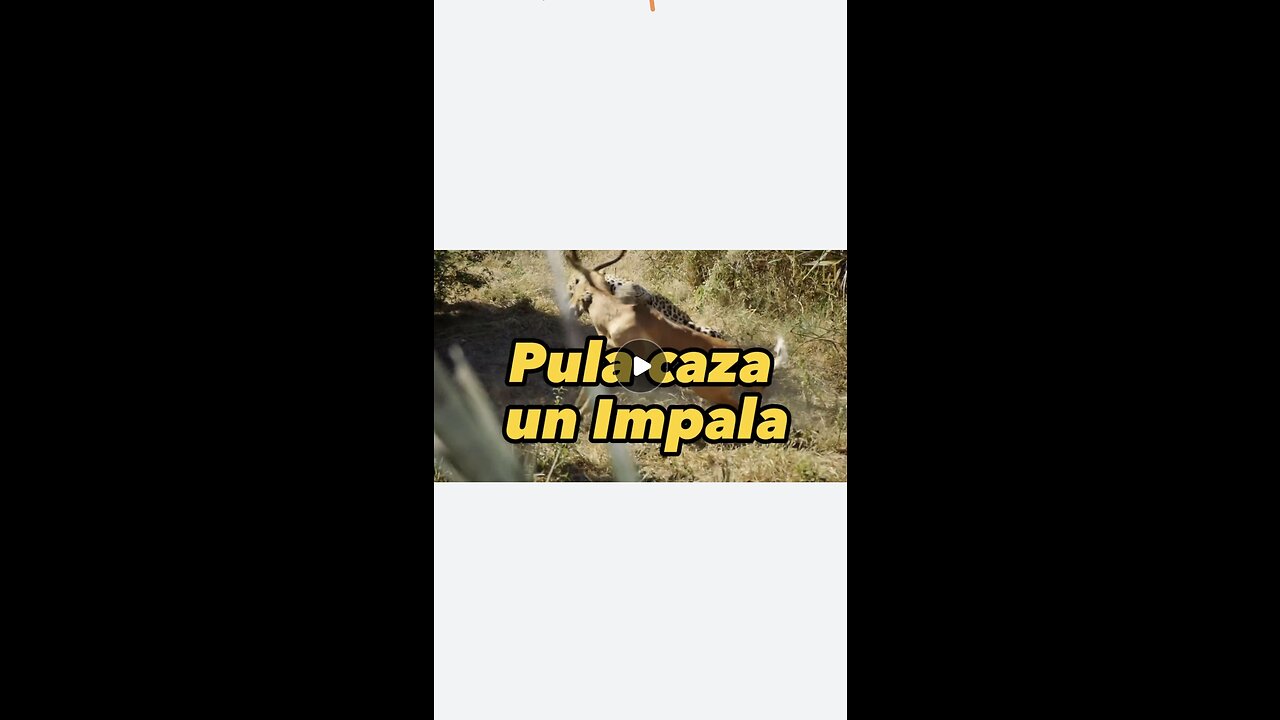 Pula caza un impala