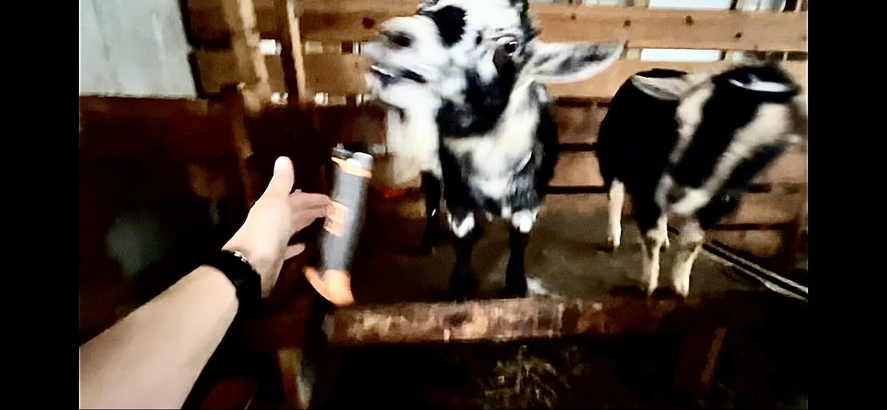 Knife wielding goat try’s to stab me 🤔 | What? It was a motivational video! | Mississippi babies!