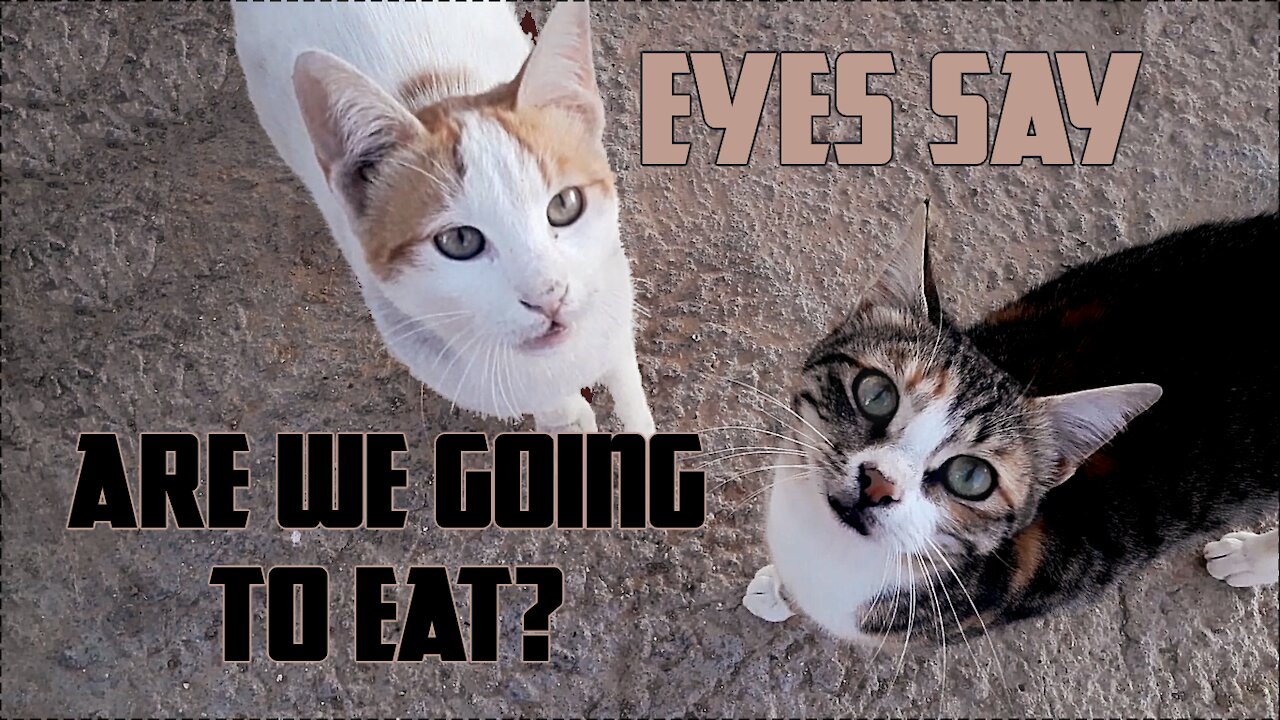 Eyes say are we going to eat?