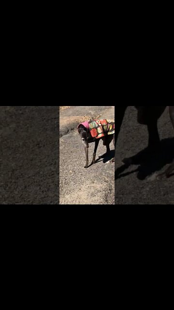 Disabled greyhound navigates steep drive to join owner 💕