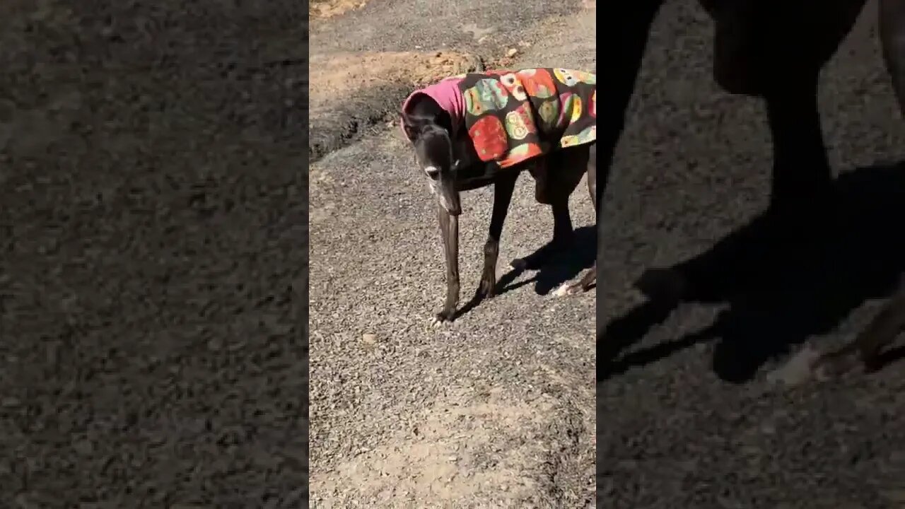 Disabled greyhound navigates steep drive to join owner 💕