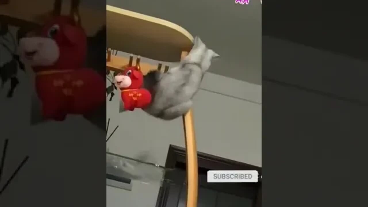 cute cat videos 😹 funny videos 😂 1063😻 #shorts