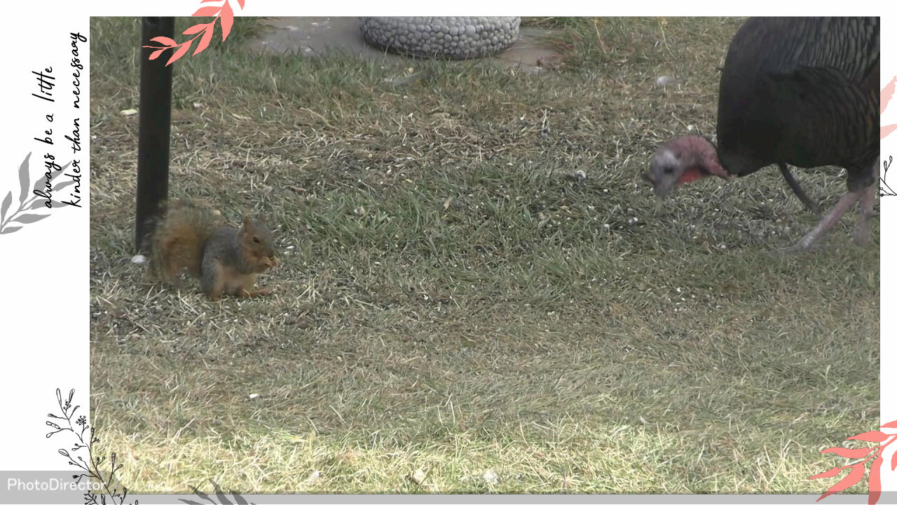 Squirrel video or is it a turkey video