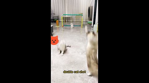 Funny Cats