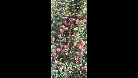 Apple picking of Kashmir