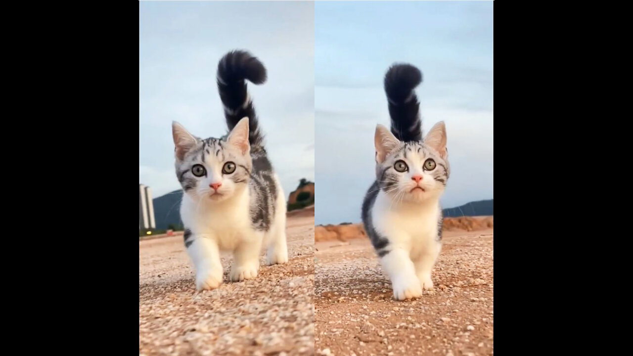 Cute Baby Cat walking