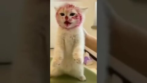 funny cat#shorts