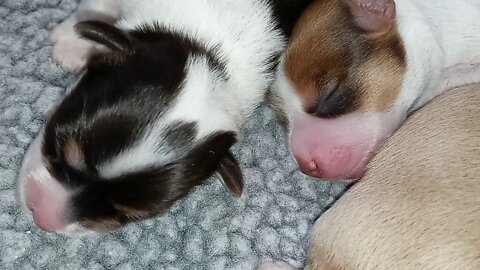 K Litter - Growing Nicely