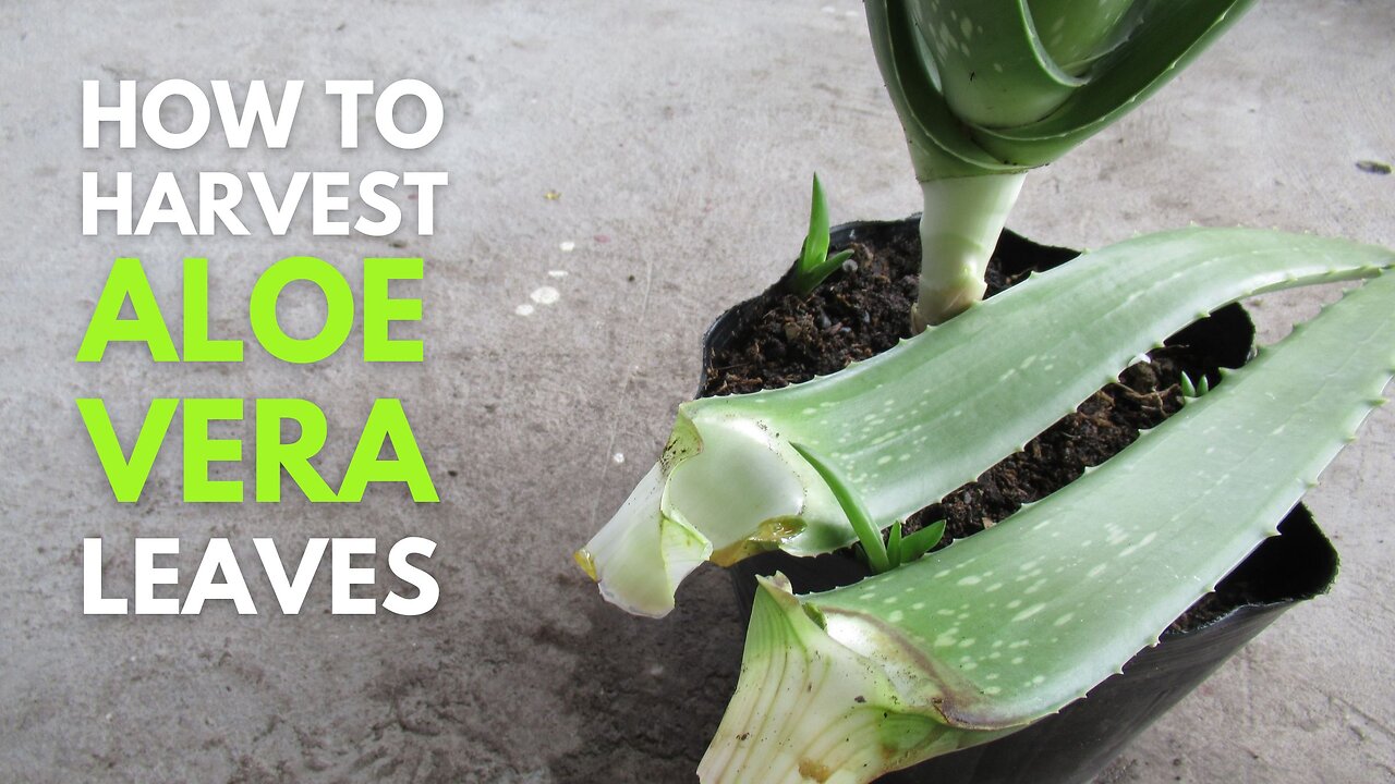 How To Harvest and Cut Aloe vera Leaves