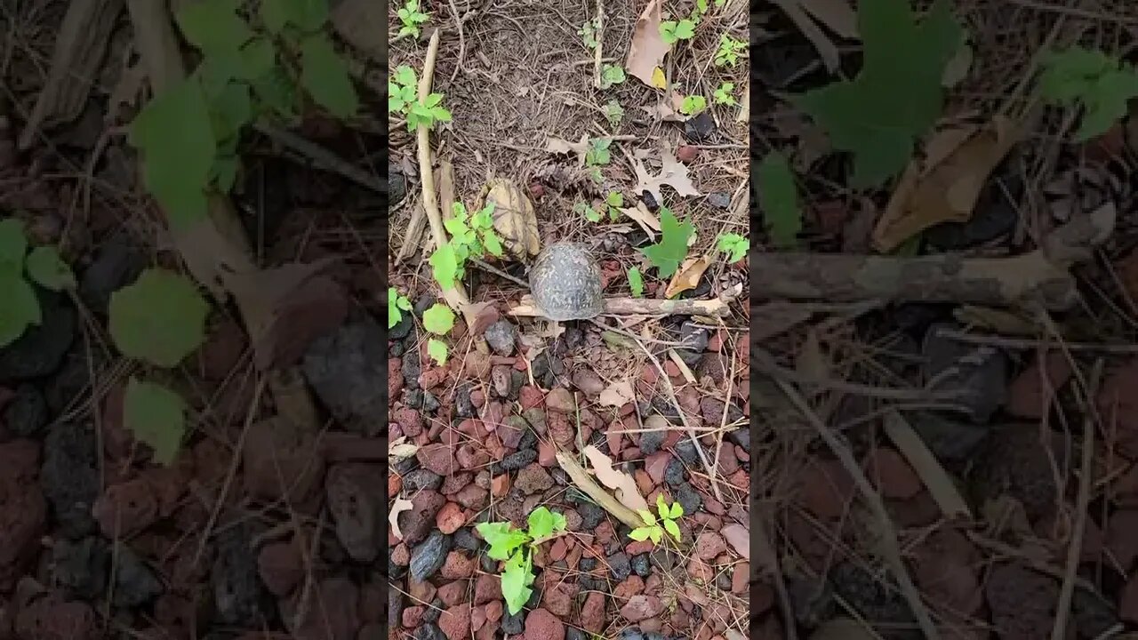 thought a turtle was trying to help flip another turtle on his feet but that wasn't the case