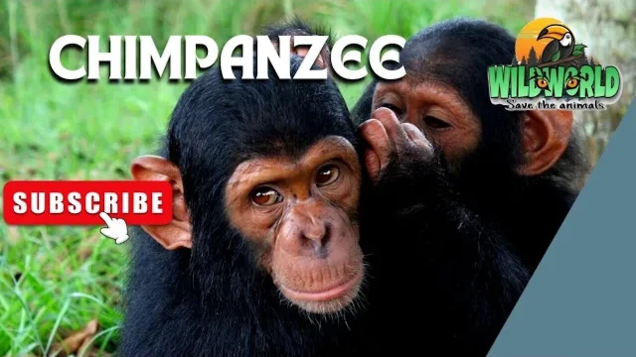 Chimpanzee