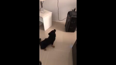 Dog singing my favorite song