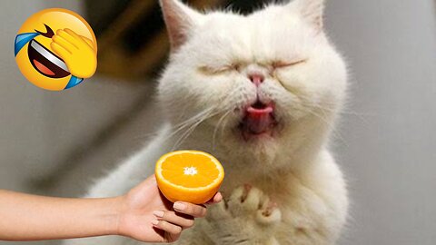 The funniest animal video 2023 Cat vs Dog