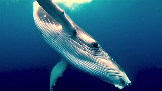 Baby humpback whale puts on acrobatic show for thrilled swimmers